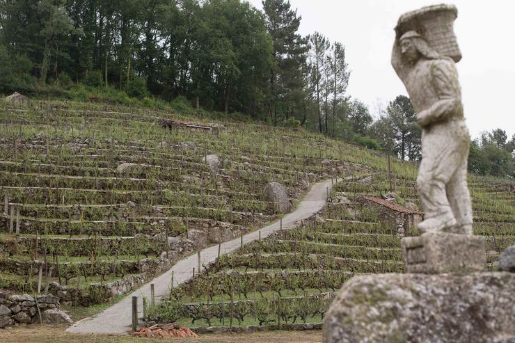 Viñedos da propiedade de Adega Amedo, adega incluída no D.Ou. Ribeira Sacra, despois da forte granizada caída na tarde de onte, 16 de xuño, en San Fiz de Asma, no municipio de Chantada, a 17 de xuño de 2021.. Carlos Castro - Europa Press 