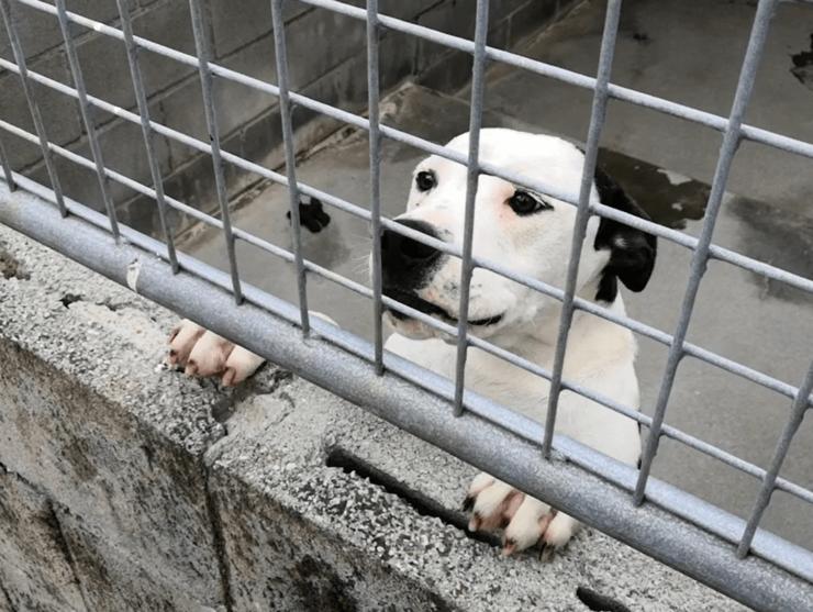 Un can en adopción no Refuxio de Bando / Arquivo