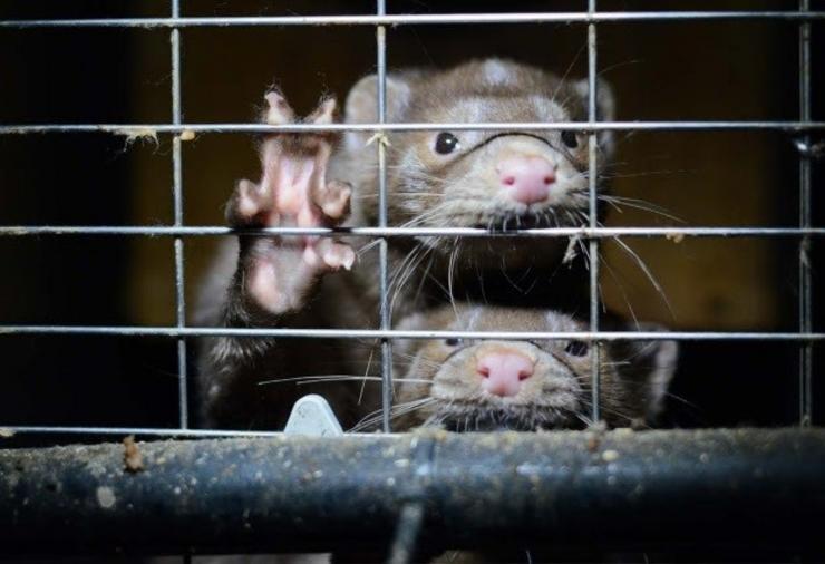 Visóns americanos nunha gaiola. WWF 