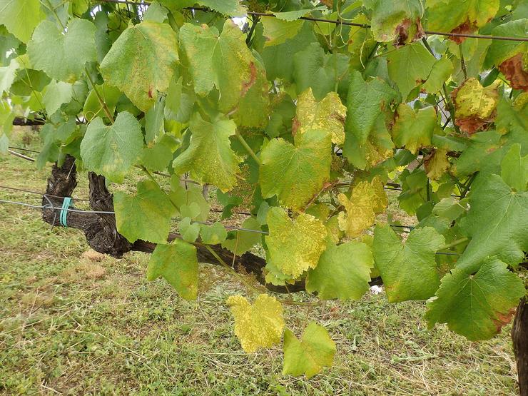 Viñedos afectados polo mildiu en Pontevedra.. DEPUTACIÓN DE PONTEVEDRA