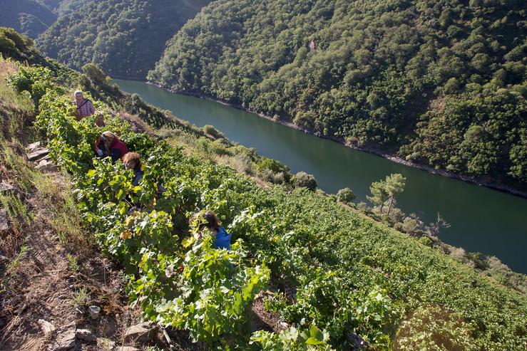 Varios vendimiadores recollen acios de uvas no viñedo da Adega Algueira do D.O. Ribeira Sacra de Lugo durante a tempada 2020. Carlos Castro - Europa Press - Arquivo