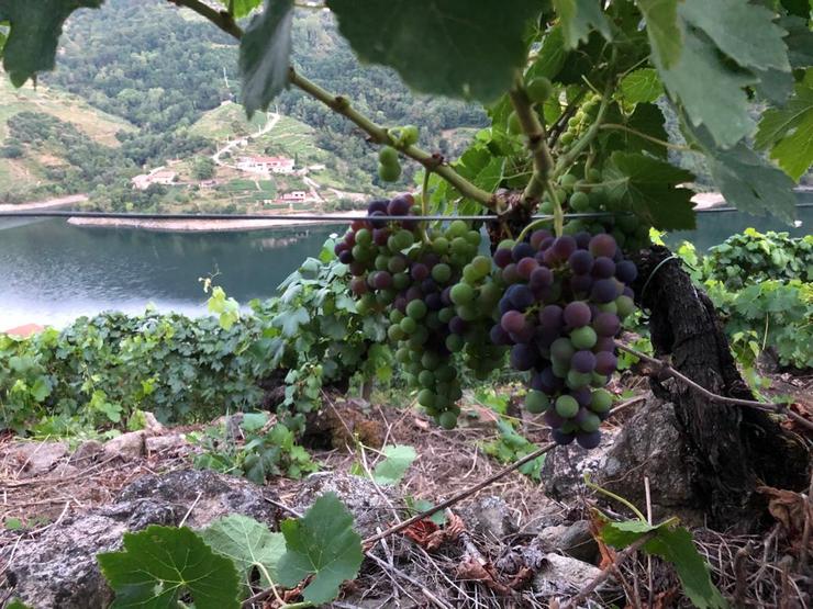 Sober, terra de viño. Maduración da uva en 'Amandi'. Foto: Concello de Sober