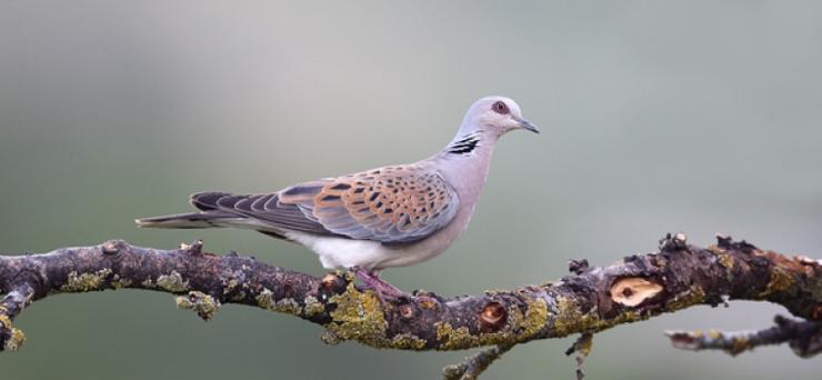 Rula ou tórtola común./ Fonte: SEO/BirdLife.