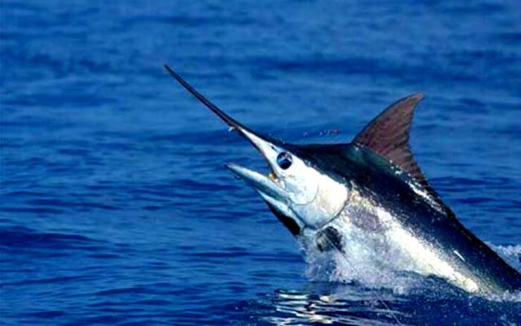 Peixe espada