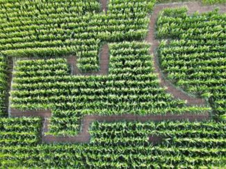 Labirinto de millo inaugurado en Teo 