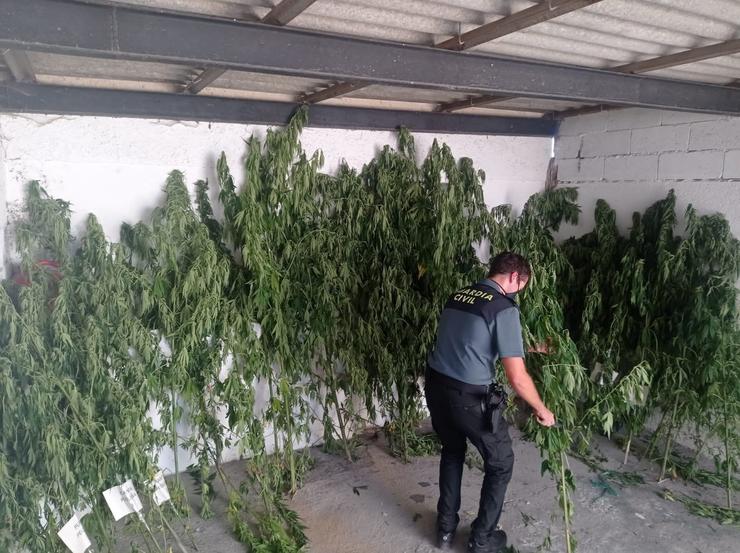 Aprehensión de marihuana en Ourense. Foto Garda Civil de Ourense.. GARDA CIVIL DE OURENSE 