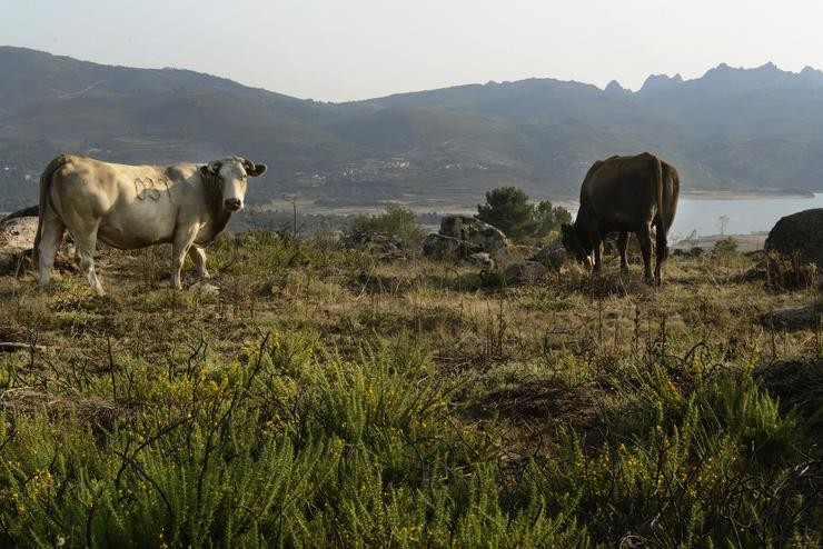 Dúas vacas no encoro de Salas na conca Miño-Sil, a 24 de agosto de 2021, en Galicia, (España). En Salas -en Ourense-, os informes da Xunta de Galicia indican que o seu actual nivel de ocupación é do 27,3%.. Rosa Veiga - Europa Press 