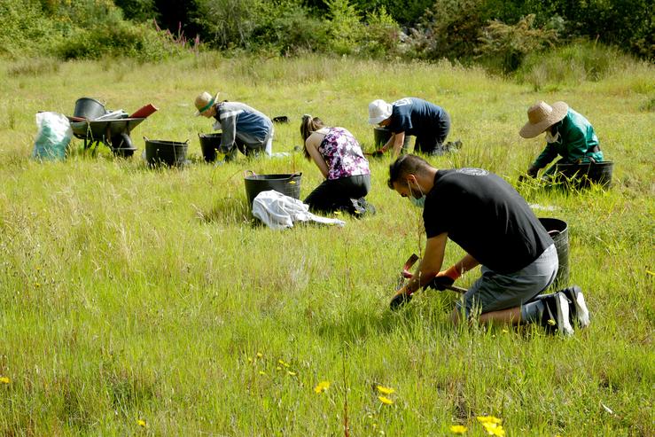 Voluntarios  eliminando unha especie exótica invasora nunha reserva de anfibios en Coirós (A Coruña). DEPUTACIÓN DA CORUÑA / Europa Press