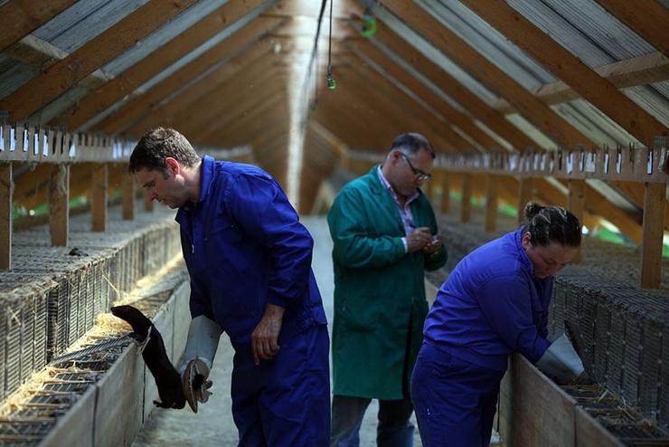 Granxa de visóns en Santiago de Compostela. EUROPA PRESS