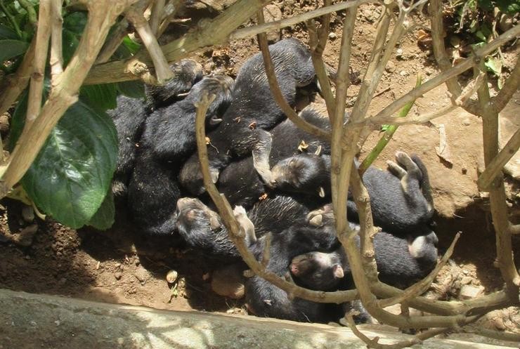 Camada de cachorros recentemente nacido doutro suceso en Lugo con anterioridade / Garda Civil