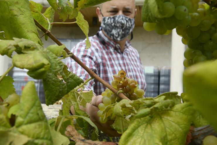 GRANIZADA, DANOS EN HORTAS, VIÑEDOS RIBEIRO E INSTALACIÓN ELÉCTRICA: Viñedo de variedade 'treixadura' na adega Coto de Gomariz, na comarca do Ribeiro, danado pola granizada da tarde anterior.. ROSA VEIGA