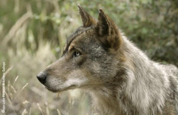 Lobo / Amigos da Terra. 