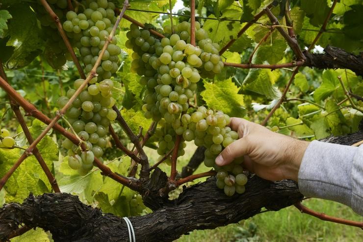 As uvas dun viñedo de variedade treixadura, danadas pola sarabia, na adega Coto de Gomariz. Rosa Veiga - Europa Press