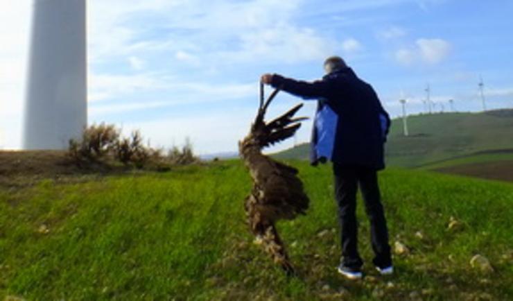 Ave morta por impacto con aeroxenerador./ Fonte: Silvema.org