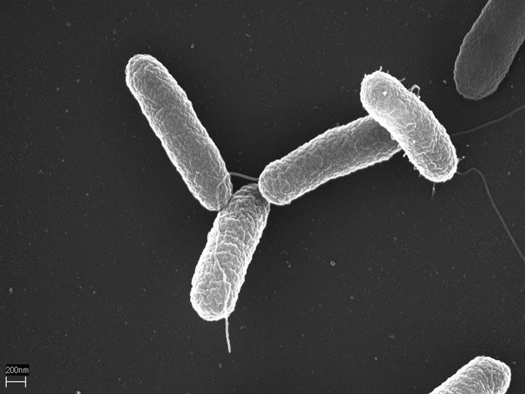 Arquivo - Salmonella. CSIC - Arquivo / Europa Press