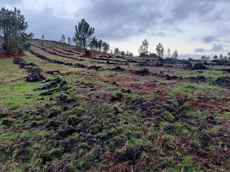 Reforestación en montes galegos 