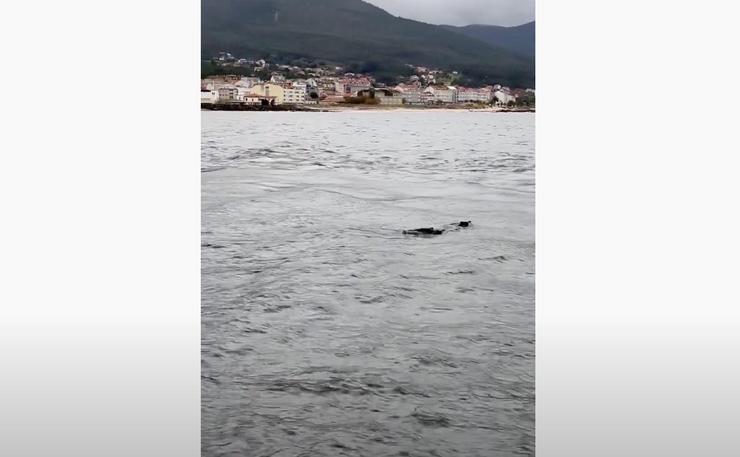 Xabaríns nadando en augas de Portosín 