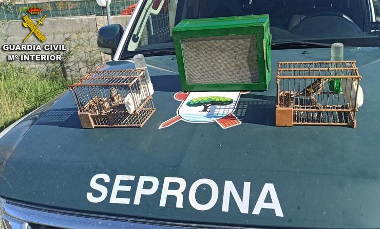 Jilgueros utilizados como reclamo polo furtivo identificado en Portonovo (Pontevedra).. GARDA CIVIL / Europa Press