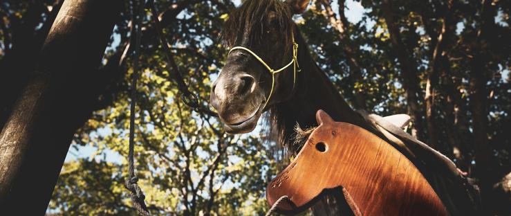 Cabalos na Feira do San Martiño de Teo. Foto: Web do concello.