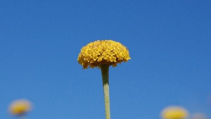 Exemplar da 'santolina semidentata'. UNIVERSIDADE DE SANTIAGO DE COMPOSTELA 