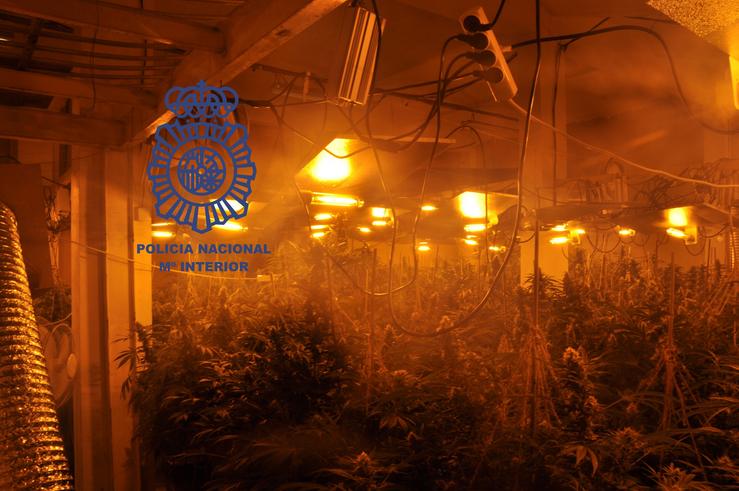 Plantación de marihuana intervida en Mourente / Policía Nacional