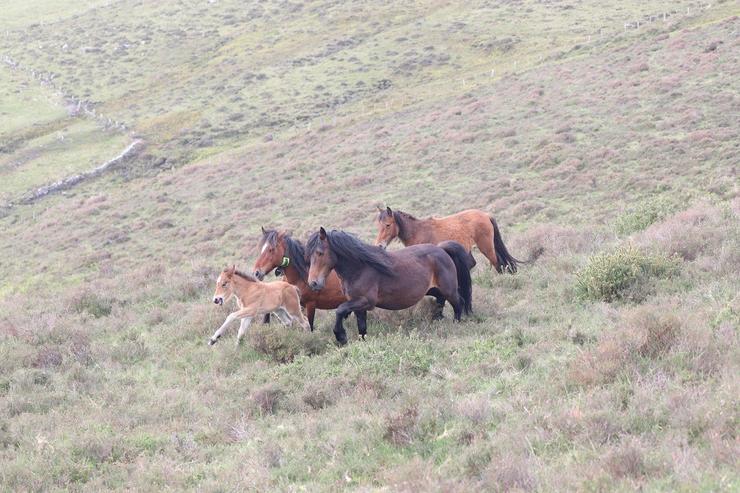 Cabalos salvaxes 