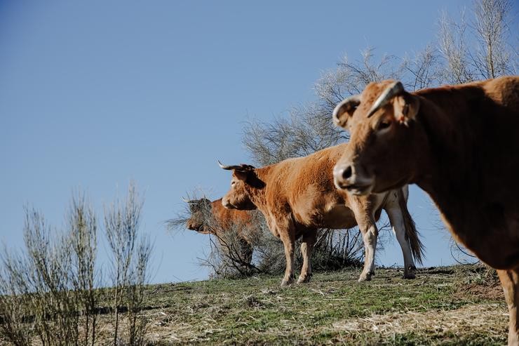 Un grupo de vacas pastando nunha leira de gandaría extensiva 