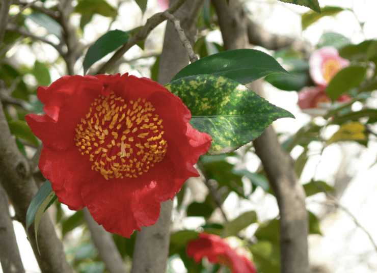 Camelia do Xardín de Camelias Figo de Areeiro