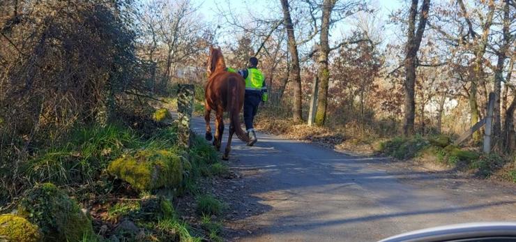 A Garda Civil de Ourense retira da N-525 un cabalo que se escapou dunha leira e irrompeu na calzada.. GARDA CIVIL / Europa Press