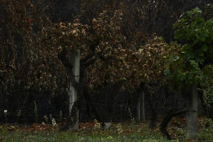 Arquivo - Un viñedo na parroquia de Rairós, pertencente ao municipio de Ribas de Sil, a 9 de setembro de 2021, en Ribas de Sil, Lugo, Galicia (España). O incendio declarado na parroquia de Ribas de Sil do municipio homónimo foi dado por contro. Rosa Veiga - Europa Press - Arquivo 