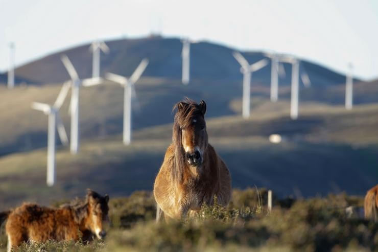 Un cabalo observa os aeroxeradores do Parque eólico de Tronceda, na Serra do Xistral, na comarca de Terra Cha, a 22 de febreiro de 2022, en Mondoñedo 