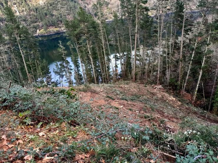 Corta de árbores centenarias en pleno corazón da Ribeira Sacra / Amig@s das árbores