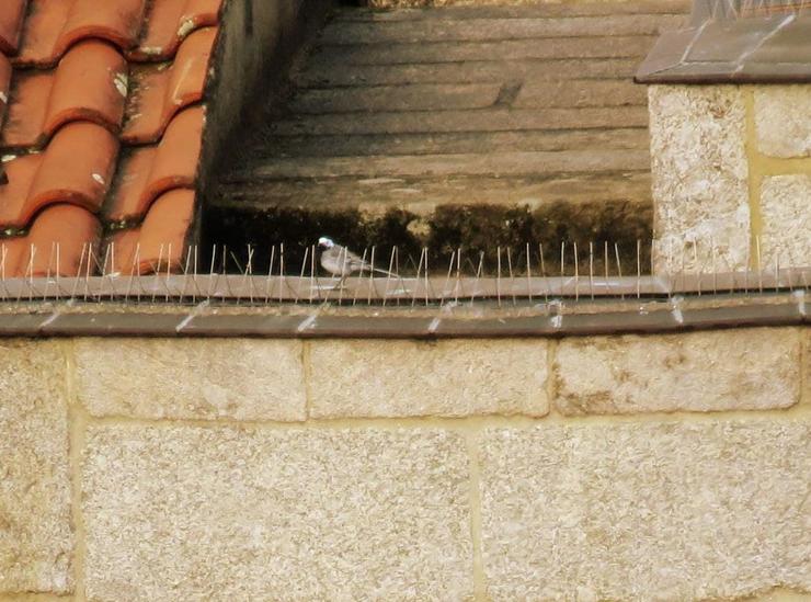 Imaxe dos cravos na catedral de San Martiño en Ourense / Ecoloxistas en Acción