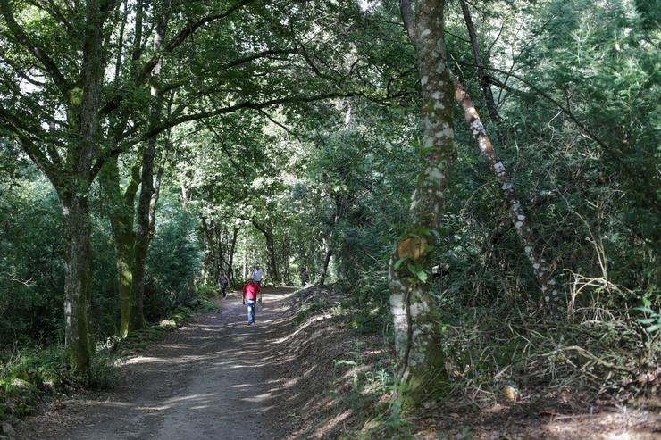 Un bosque de frondosas, na Ribeira Sacra,na Cova, Saviñao / Carlos Castro 