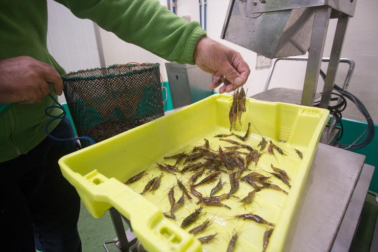 Arquivo - Un pescador xubilado e patrón da Costa de Africa mostra camaróns cuxo prezo alcanzou onte xoves, 160 euros na Lonxa de Burela, Lugo, Galicia (España), a 18 de decembro de 2020. O pasado 30 de novembro comezou a campaña extractiva de l. Carlos Castro - Europa Press - Arquivo 