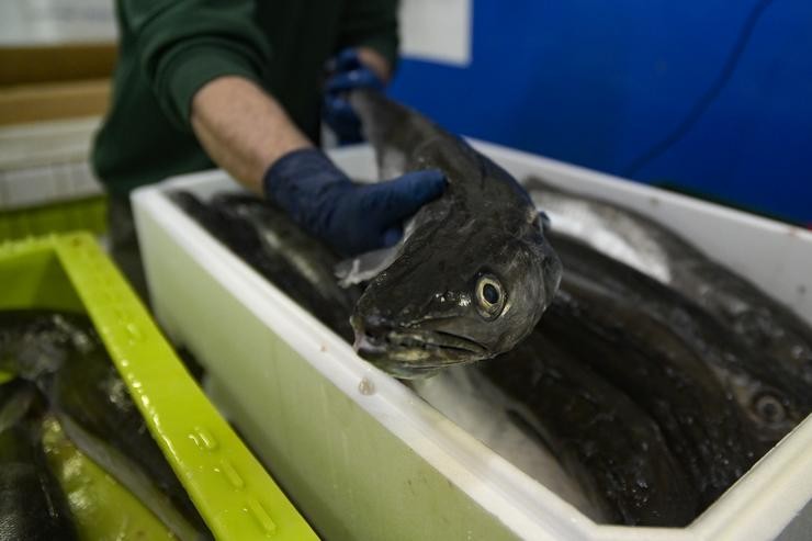Un operario manexa pescado nunha caixa, na lonxa da Coruña. M. Dylan - Europa Press