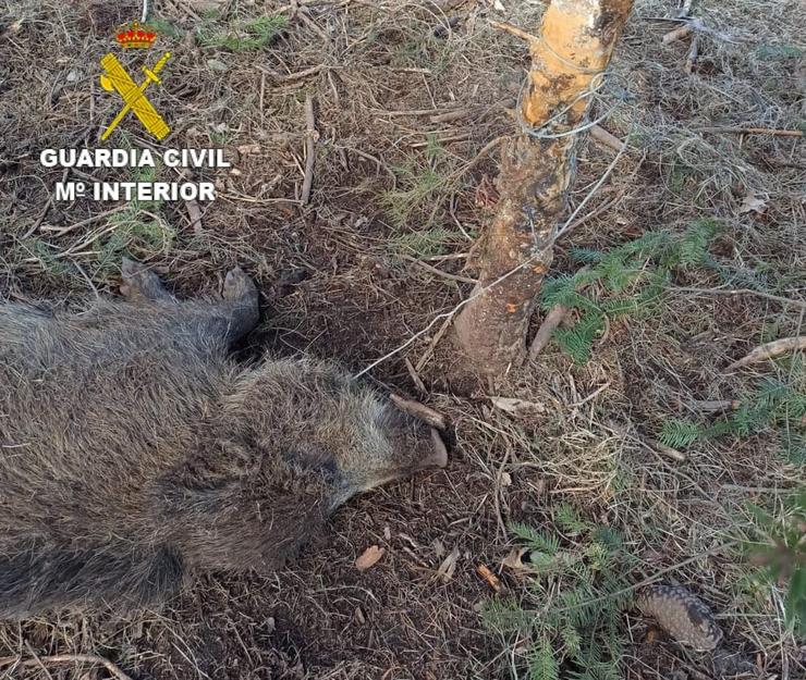 Xabaril achado morto atrapado nun lazo polo que foi investigado pola Garda Civil un veciño de Dumbría (A Coruña) por empregar medio prohibidos para a caza.. GARDA CIVIL 