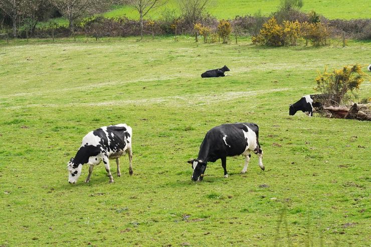 Varias vacas leiteiras pastorean nunha granxa. Álvaro Ballesteros - Europa Press 