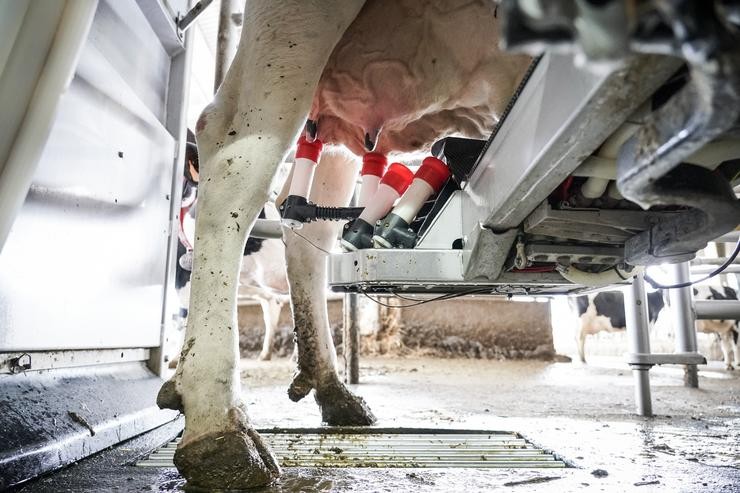 Unha máquina de ordeño ordeña a unha vaca na granxa Lacturale 