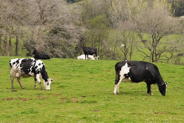 Varias vacas leiteiras pastorean na granxa Casa Grande de Xanceda 
