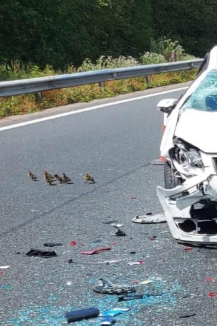 Uns patos cruzan a AP-9  no accidente que afectou o deputado Gonzalo Caballero 