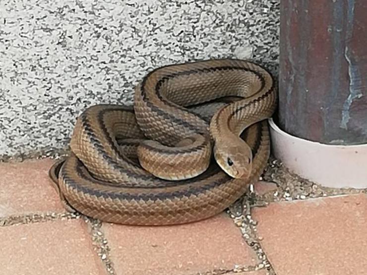 Un exemplar de serpe escaleira como as achadas en Vigo/CNP