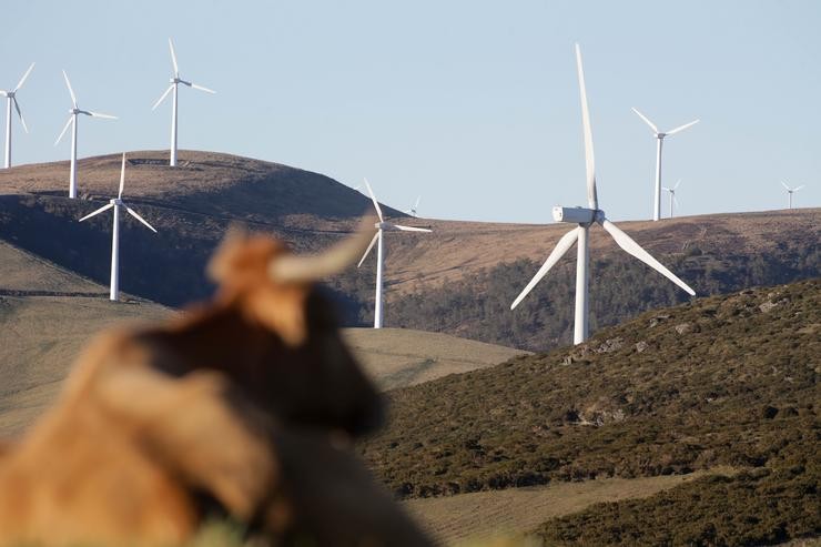 Unha vaca repousa tombada fronte a aeroxeradores no parque eólico de Montouto, da Serra do Xistral, na comarca de Terra Cha 