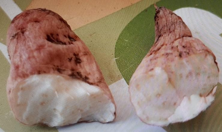 Tubérculo atopado na casa do veciño de Bergondo que faleceu tras o seu consumo / Concello de Bergondo.