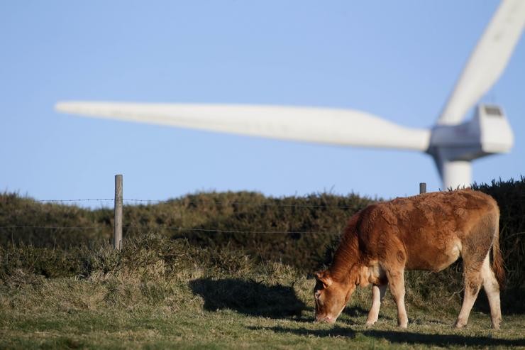 Arquivo - Unha vaca pasta fronte a unha aspa dun aeroxerador a 22 de febreiro de 2022, en Abadín, en Lugo, Galicia.  Carlos Castro - Europa Press - Arquivo