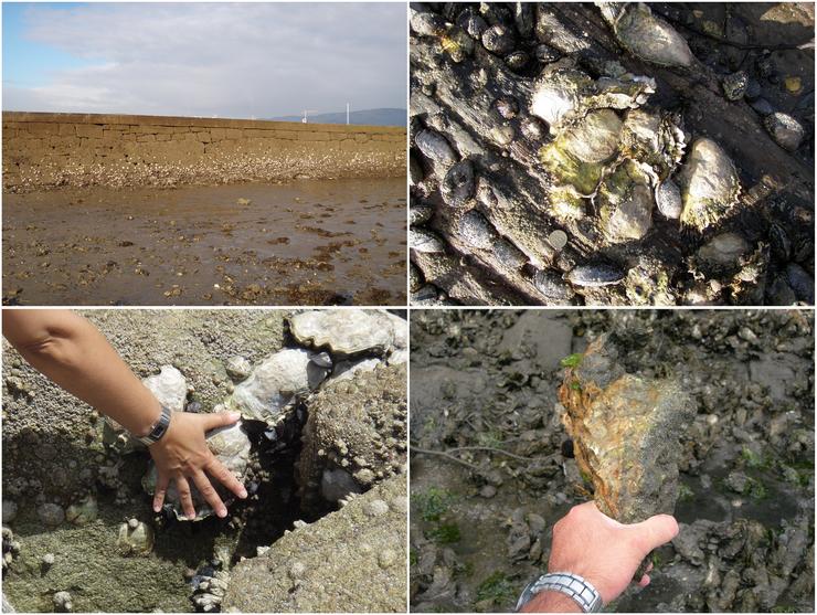 Asentamentos de ostra xaponesa (Magallana gigas) nas rías de Ferrol (na parte superior) e do Barqueiro (na parte inferior) / M. Des et al., en Science of the Total Environment, Volume 838, Part 3, 2022, 156437, ISSN 0048-9697, https://doi.org/10.1016/j.scitotenv.2022.156437.