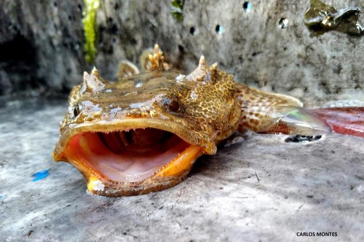 Exemplar de sapo lusitánico capturado en Sanxenxo, en xullo de 2019, por Carlos Montes, patrón da embarcación 'Nuevo Vendaval' 