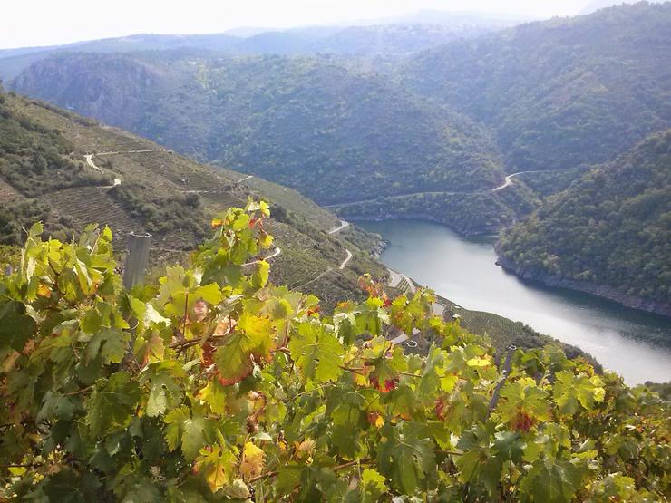 Viñedos da Ribeira Sacra en Doade. Foto: XMF