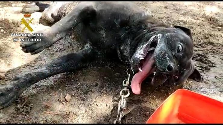 Can morto por suposto envelenamento polo que foi investigada unha veciña de Boiro (A Coruña) por malos tratos animais.. GARDA CIVIL / Europa Press