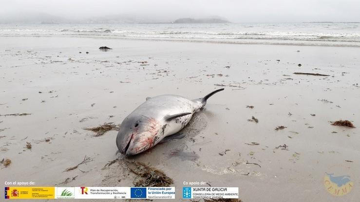 Marsopa atopada morta en Nigrán. CEMMA / Europa Press